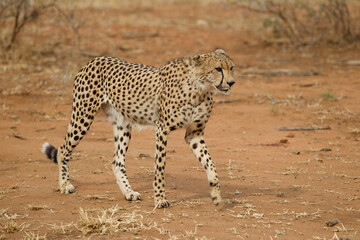 Adult Cheetah