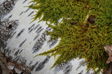 closeup of green moss on an aspen tree