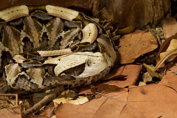 Gabon Viper in South Africa