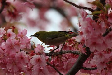 河津桜とメジロ、　　　　神奈川県松田市にある西平畑公園は、2月になると河津桜が咲き乱れ、山一面をピンク色に染めます。菜の花の黄色とのコントラストも鮮やかです。メジロ