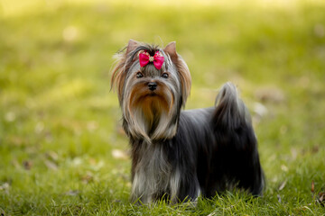 Beautiful dog Yorkshire terrier breed in nature