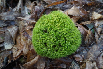 closeup of a round ball of bright green moss on the forest floor among the dead leaves