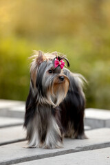 Beautiful dog Yorkshire terrier breed in nature