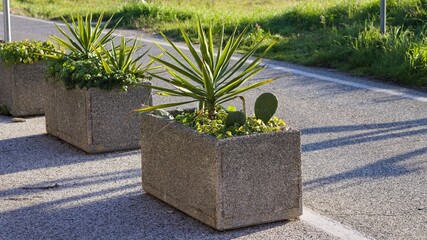 Flowerbeds with green succulents in the middle of an asphalted road (Pesaro, Italy, Europe)
