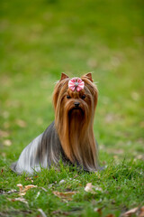 Beautiful dog Yorkshire terrier breed in nature