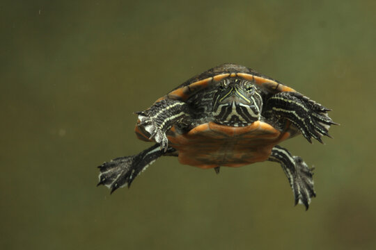 Midland Painted Turtle Swimming  under water