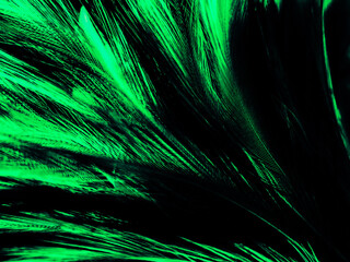 Beautiful abstract yellow and green feathers on white background, black feather texture on dark pattern and green background, feather wallpaper, love theme, valentines day