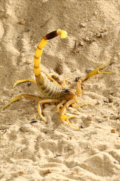 Deathstalker Scorpion (Leiurus Quinquestriatus)