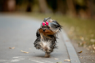 Little beautiful doggy Yorkshire Terrier breed runs