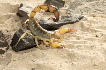 Yellow Fat Tail Scorpion