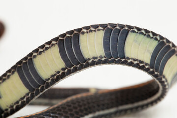 Malaysian Striped Coral Snake - Calliophis intestinalis- isolated on white background
