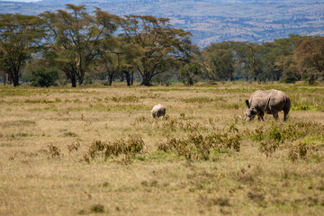 Fototapeta na wymiar Black Rhino at Lake Nakuru Kenya