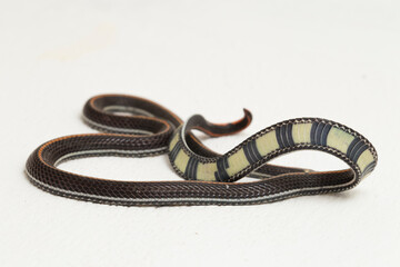 Malaysian Striped Coral Snake - Calliophis intestinalis- isolated on white background
