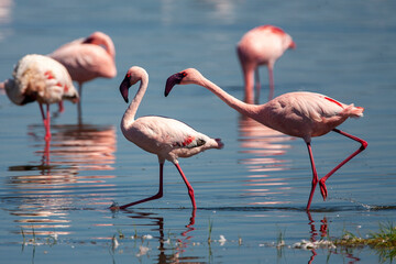 Lesser Flamingos at Lake Nakuru