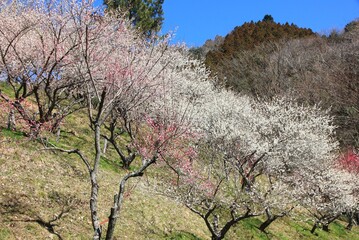 Naklejka premium 東京の高尾山の周辺には、梅並木や梅園が多くあり、これを総称して高尾梅郷と呼ばれています。 ここは木下沢梅林です。