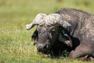 Fototapeta premium Old Cape Buffalo in Kenya Africa