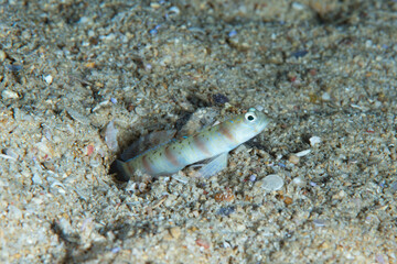 Masui's Shrimpgoby Amblyeleotris masuii