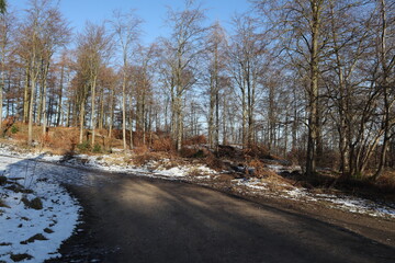 End of the forest in Winter in sunlight