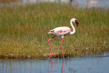 Lesser Flamingos at Lake Nakuru
