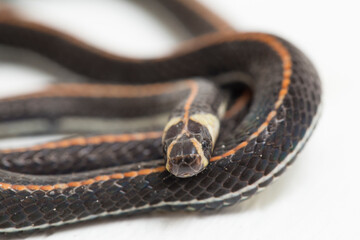 Malaysian Striped Coral Snake - Calliophis intestinalis- isolated on white background
