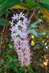 Rhynchostylis gigantea orchid, Beautiful orchids in the garden.