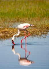 Lesser Flamingos at Lake Nakuru