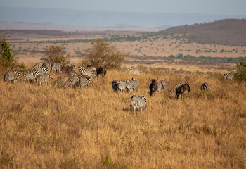 Zebra and Wildebeest in the Masai Mara