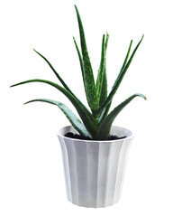 Aloe plant in pot.