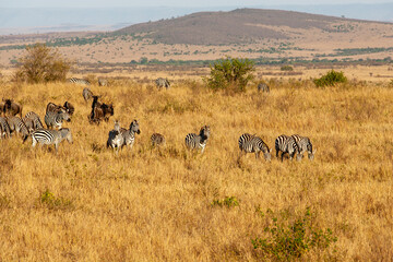 Fototapeta na wymiar Zebra and Wildebeest in the Masai Mara