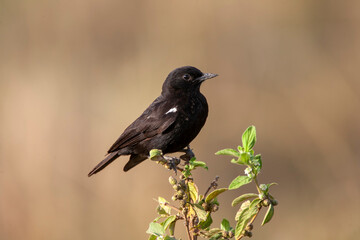 Sooty Chat at Lake Nakuru Kenya Africa