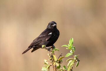 Sooty Chat at Lake Nakuru Kenya Africa