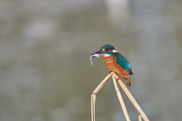 Ice birds on the hunt for small fish