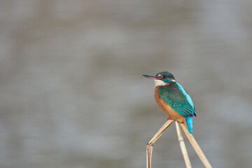 Ice birds on the hunt for small fish