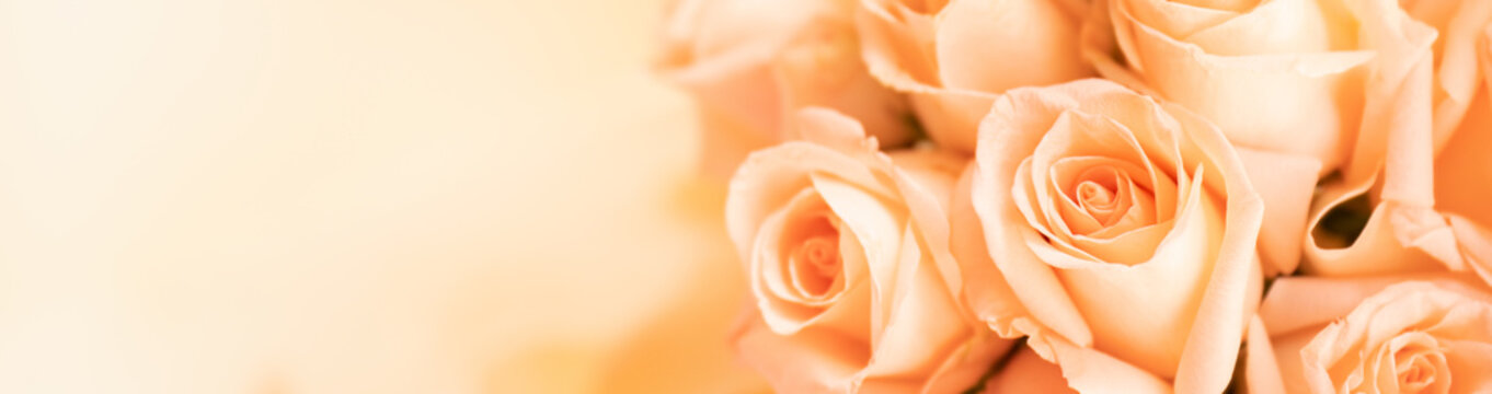Nature of rose flower in garden using as background natural flora valentine's day cover page