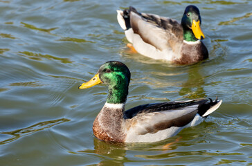 Male 
Mallard Duck on Pond