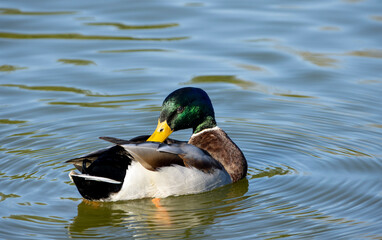 Male 
Mallard Duck on Pond