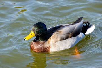 Male 
Mallard Duck on Pond