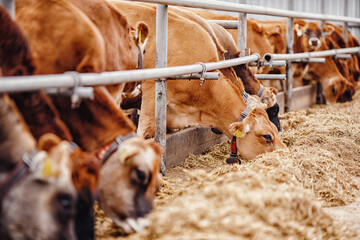 Cows red jersey with automatic collar. Banner modern farm dairy and meat production livestock...