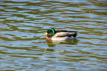 Male 
Mallard Duck on Pond