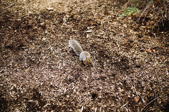 squirrel in autumn leaves parc