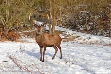 Hirsch mit Maschendrahtzaun im Geweih - quer