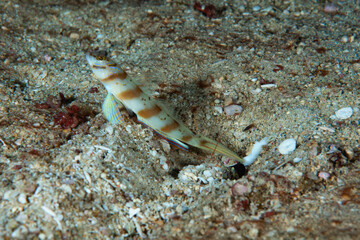 Steinitzi Shrimp-Goby Amblyeleotris steinitzi