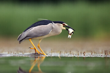 A small night heron after a successful attack on a fish.