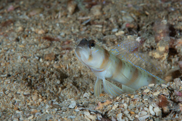 Masui's Shrimpgoby Amblyeleotris masuii