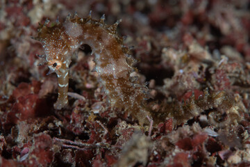 Thorny Seahorse Hippocampus histrix