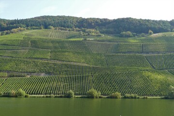 Weinberge im Sommer mit grünlicher Mosel