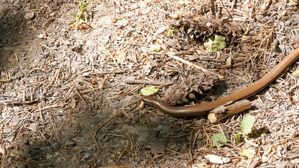 (Anguis fragilis) Orvet fragile ou orvet commun à écailles lisses et luisantes marron clair à cuivrée
