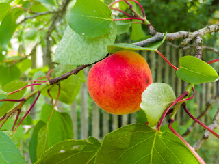 Close up of fresh ripe apricot full of vitamins hangs on branch with green leaves in summer, delicious organic healthy food, countryside orchard