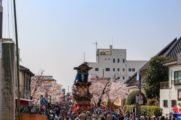 犬山祭と桜