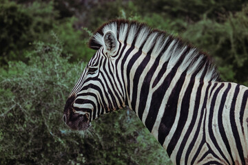 Fototapeta na wymiar closeup zebra